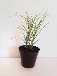 Image result for Miscanthus sinensis Zebrina