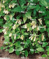 Attēlu rezultāti vaicājumam “Symphytum grandiflorum”