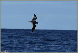 Image result for Pterodroma feae