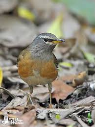 Image result for Turdus obscurus
