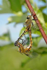 Attēlu rezultāti vaicājumam “Epitheca bimaculata”