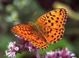 Attēlu rezultāti vaicājumam “Brenthis daphne upperside”