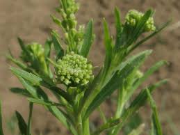 Attēlu rezultāti vaicājumam “Lepidium densiflorum flower”