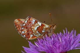 Attēlu rezultāti vaicājumam “Boloria aquilonaris upperside”