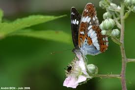 Attēlu rezultāti vaicājumam “Limenitis camilla upperside”