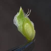 Attēlu rezultāti vaicājumam “Corispermum hyssopifolium fruit”