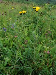 Attēlu rezultāti vaicājumam “Hieracium umbellatum”