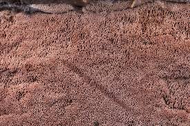 Attēlu rezultāti vaicājumam “Ceriporia excelsa”