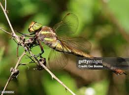 Attēlu rezultāti vaicājumam “Aeshna isoceles”