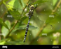 Attēlu rezultāti vaicājumam “Aeshna juncea”