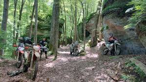 Image result for Abinger Forest Riding Club