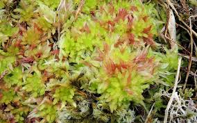 Attēlu rezultāti vaicājumam “Sphagnum molle”