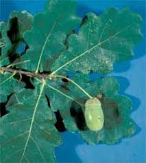 Attēlu rezultāti vaicājumam “Quercus robur fruit”