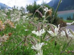 Attēlu rezultāti vaicājumam “Silene nutans”
