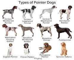 Image result for Pointers
