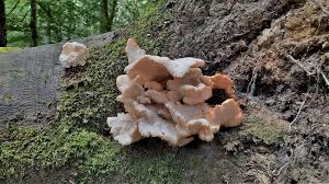 Attēlu rezultāti vaicājumam “Sarcodontia crocea”