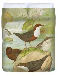 Attēlu rezultāti vaicājumam “Cinclus cinclus”