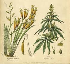 Attēlu rezultāti vaicājumam “Cannabis sativa”