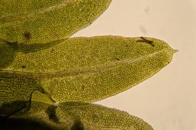 Attēlu rezultāti vaicājumam “Fissidens osmundoides”