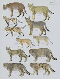 Attēlu rezultāti vaicājumam “Felis silvestris catus adult”