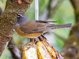 Image result for Turdus obscurus