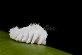 Attēlu rezultāti vaicājumam “Eriocampa ovata larva”