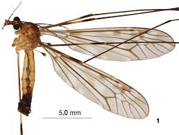 Attēlu rezultāti vaicājumam “Tipulidae male”