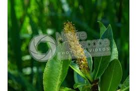 Attēlu rezultāti vaicājumam “Salix pentandra flower”