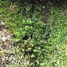 Attēlu rezultāti vaicājumam “Mnium stellare”