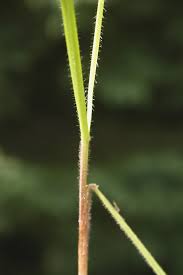 Attēlu rezultāti vaicājumam “Helictotrichon pubescens”