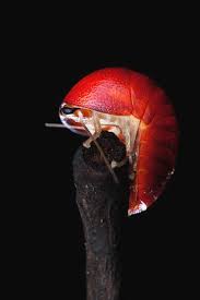 Attēlu rezultāti vaicājumam “Perichaena sp.”