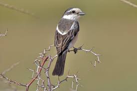 Image result for Lanius nubicus