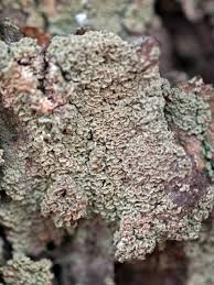 Attēlu rezultāti vaicājumam “Hypocenomyce friesii”