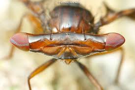 Attēlu rezultāti vaicājumam “Tephritidae”