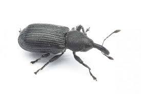 Attēlu rezultāti vaicājumam “Magdalis sp.”