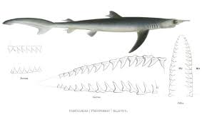 Image result for Prionace glauca