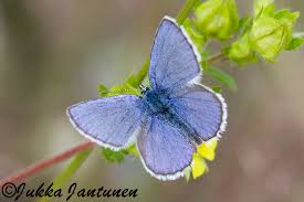 Attēlu rezultāti vaicājumam “Plebejus idas male”