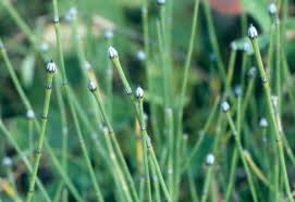 Attēlu rezultāti vaicājumam “Equisetum variegatum”