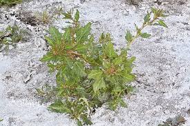 Attēlu rezultāti vaicājumam “Chenopodium rubrum leaf”