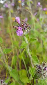 Attēlu rezultāti vaicājumam “Clinopodium vulgare fruit”