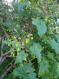 Attēlu rezultāti vaicājumam “Bryonia alba leaf”