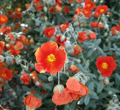 Attēlu rezultāti vaicājumam “Helianthemum x hybridum flower”