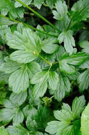 Attēlu rezultāti vaicājumam “Ranunculus repens leaf”
