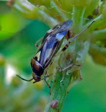 Attēlu rezultāti vaicājumam “Orthops campestris”