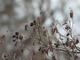 Image result for Alder Cc