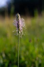 Attēlu rezultāti vaicājumam “Plantago media”