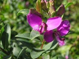 Attēlu rezultāti vaicājumam “Polygalaceae”