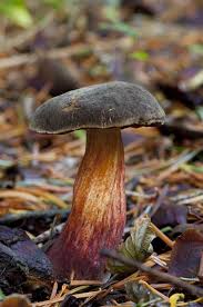 Attēlu rezultāti vaicājumam “Xerocomus pruinatus”