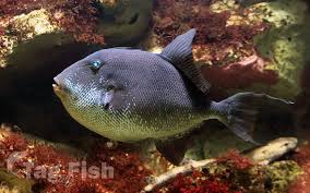 Image result for Balistes capriscus