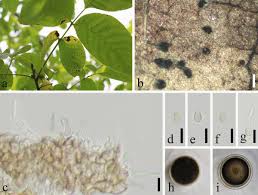 Attēlu rezultāti vaicājumam “Juglans x sinensis leaf”